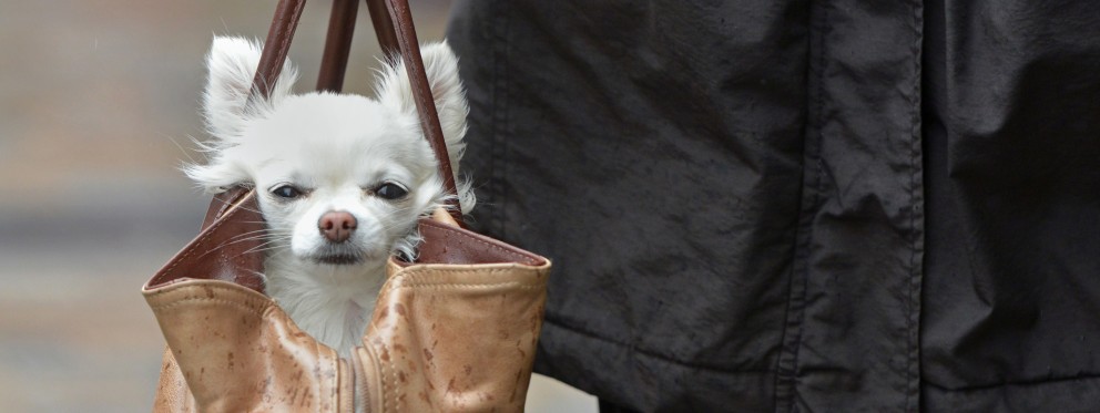 Handbag dog 174906765