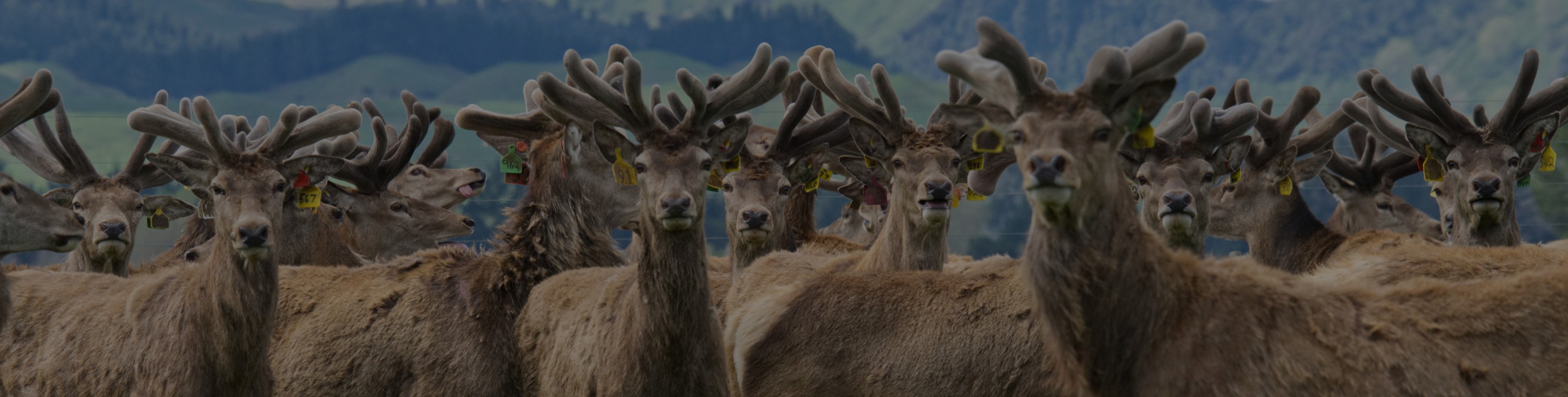 Angela McIntyre Heard of velvet v2